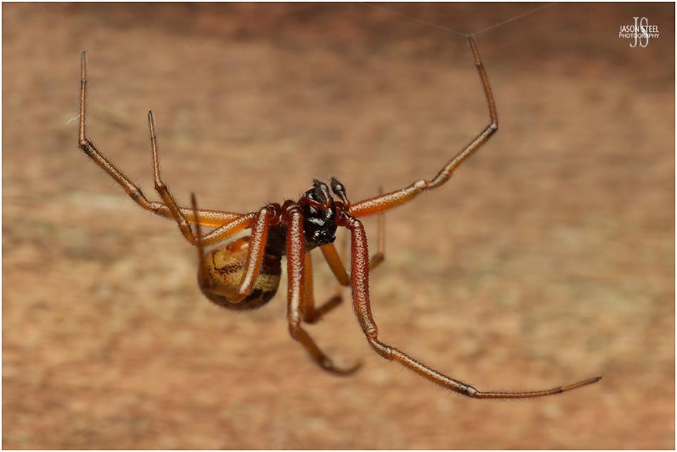 false-widow-spiders-of-the-uk